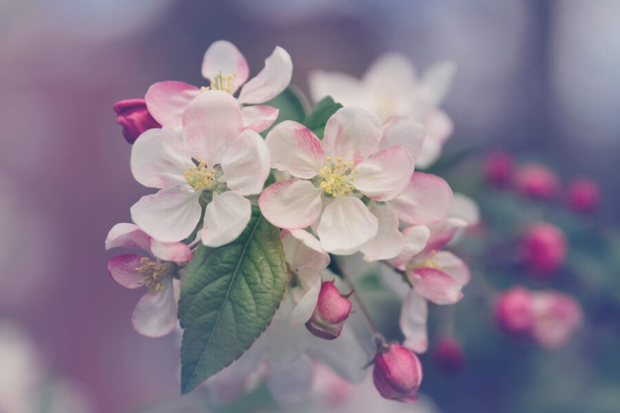 開花